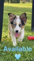 Light Blue , a male Miniature Australian Shepherd for sale in Zanesville, OH – 1 of 2
