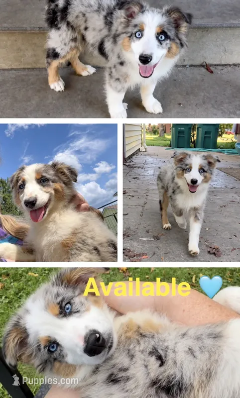 Orange  – Miniature Australian Shepherd puppy for sale in Zanesville, OH