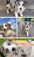 Orange , a male Miniature Australian Shepherd for sale in Zanesville, OH – 1 of 2