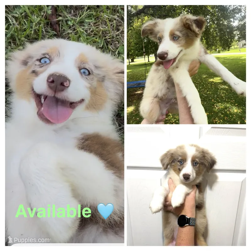 Lime – Miniature Australian Shepherd puppy for sale in Zanesville, OH