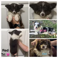 Purple (Little Debbie), a female Miniature Australian Shepherd for sale in Zanesville, OH – 2 of 2