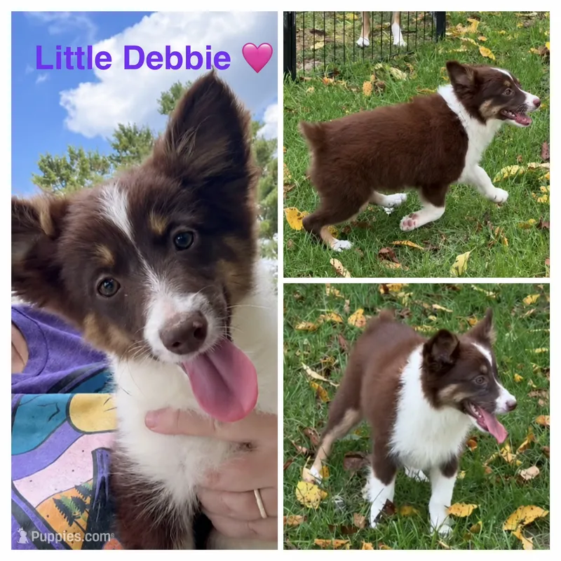 Purple (Little Debbie) – Miniature Australian Shepherd puppy for sale in Zanesville, OH