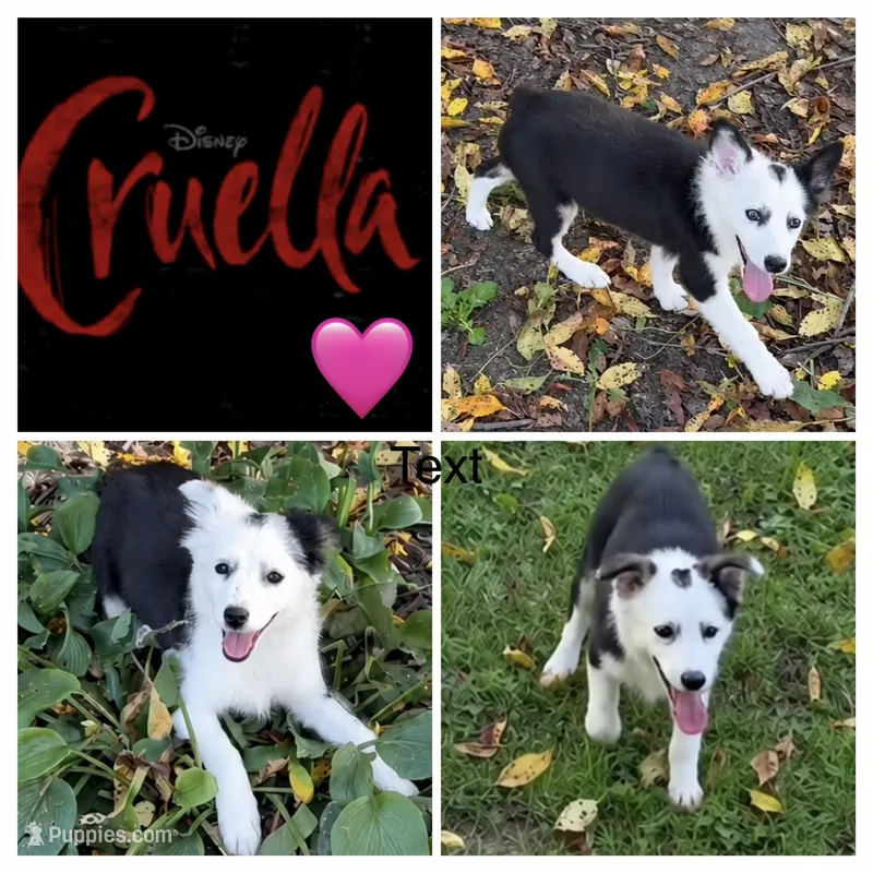 Yellow (Cruella) – Miniature Australian Shepherd puppy for sale in Zanesville, OH