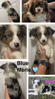 Light Blue , a male Miniature Australian Shepherd for sale in Zanesville, OH – 2 of 2