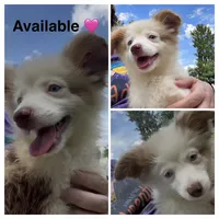 Black , a female Miniature Australian Shepherd for sale in Zanesville, OH – 1 of 2