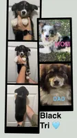 Tan, a male Miniature Australian Shepherd for sale in Zanesville, OH – 2 of 2