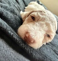 Charlie, a male Cockapoo for sale in Port Saint Lucie, FL – 2 of 4