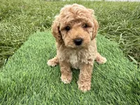 Rocky , a male Cockapoo for sale in Port Saint Lucie, FL – 6 of 9