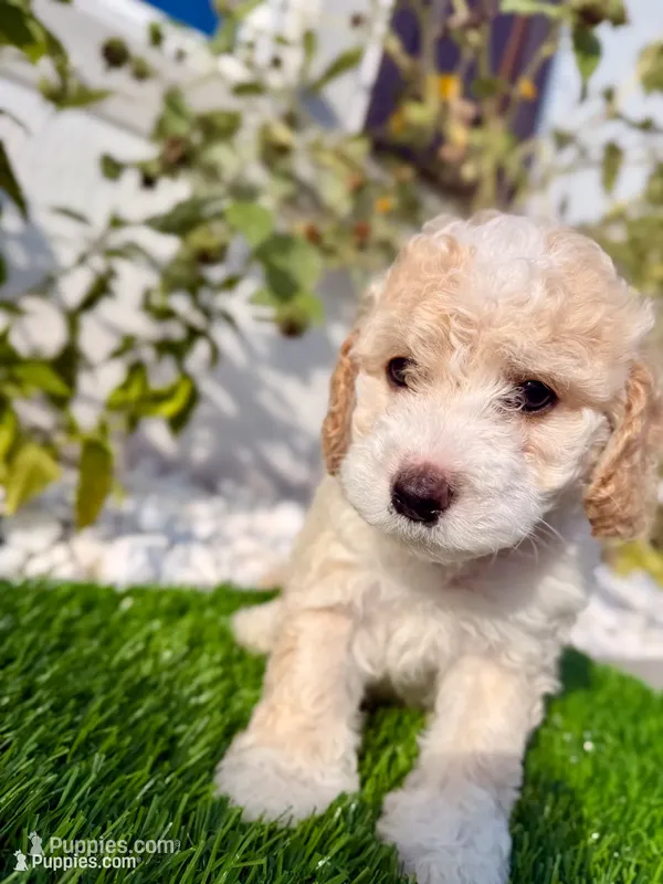 Buttons – Cockapoo puppy for sale in Port Saint Lucie, FL