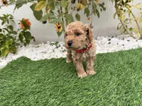 Rocky , a male Cockapoo for sale in Port Saint Lucie, FL – 3 of 9