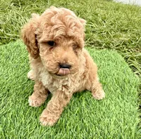 Rocky , a male Cockapoo for sale in Port Saint Lucie, FL – 8 of 9