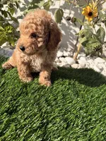 Rocky , a male Cockapoo for sale in Port Saint Lucie, FL – 9 of 9