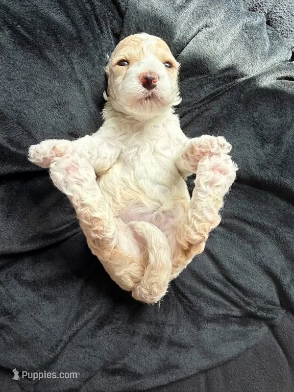 Buttons – Cockapoo puppy for sale in Port Saint Lucie, FL