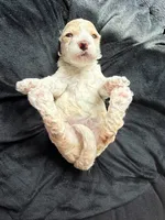 Buttons, a male Cockapoo for sale in Port Saint Lucie, FL – 1 of 3
