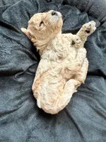 Teddy, a male Cockapoo for sale in Port Saint Lucie, FL – 3 of 4