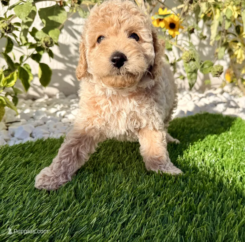 Teddy – Cockapoo puppy for sale in Port Saint Lucie, FL