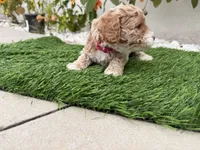 Ella, a female Cockapoo for sale in Port Saint Lucie, FL – 3 of 3