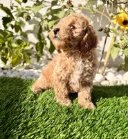 Rocky , a male Cockapoo for sale in Port Saint Lucie, FL – 7 of 9