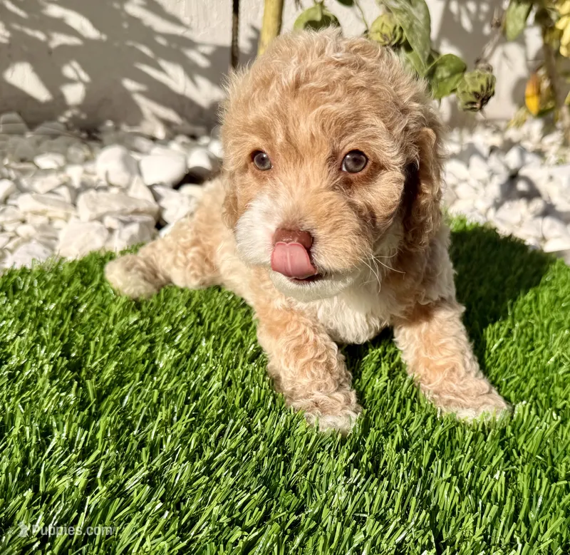 Ella – Cockapoo puppy for sale in Port Saint Lucie, FL
