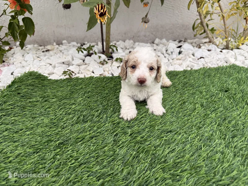 Charlie – Cockapoo puppy for sale in Port Saint Lucie, FL