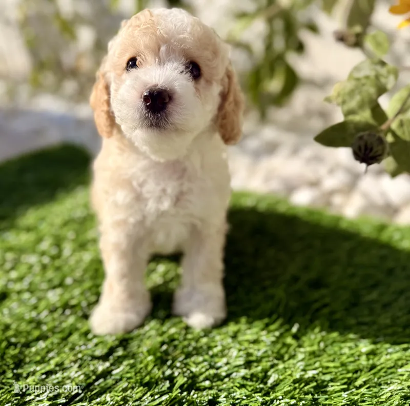 Buttons – Cockapoo puppy for sale in Port Saint Lucie, FL