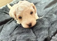 Thor, a male Cockapoo for sale in Port Saint Lucie, FL – 3 of 3