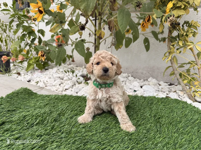 Teddy – Cockapoo puppy for sale in Port Saint Lucie, FL