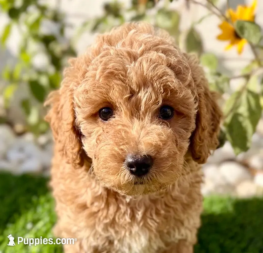 Rocky , a male Cockapoo for sale in Port Saint Lucie, FL – 1 of 9