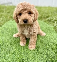 Rocky , a male Cockapoo for sale in Port Saint Lucie, FL – 4 of 9