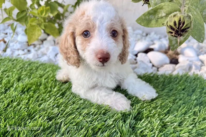 Charlie – Cockapoo puppy for sale in Port Saint Lucie, FL