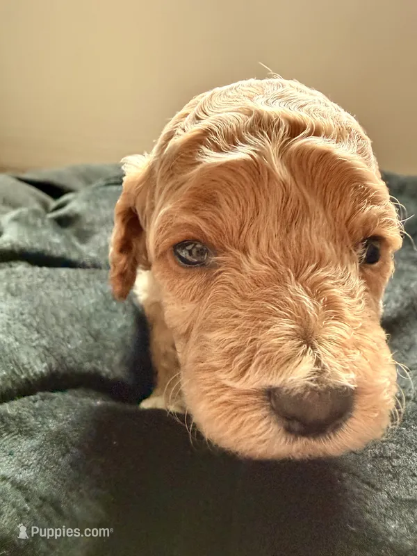 Rocky  – Cockapoo puppy for sale in Port Saint Lucie, FL