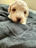 Thor, a male Cockapoo for sale in Port Saint Lucie, FL – 2 of 3