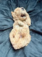 Rocky , a male Cockapoo for sale in Port Saint Lucie, FL – 5 of 9