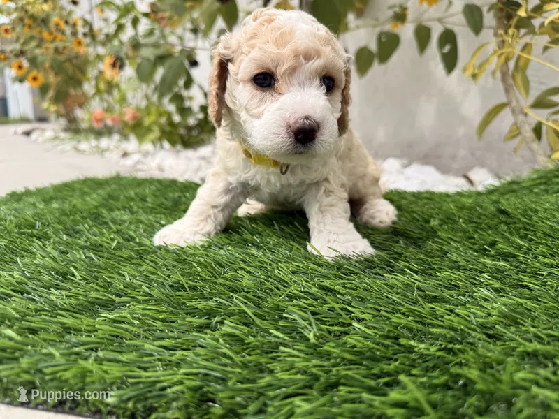 Buttons – Cockapoo puppy for sale in Port Saint Lucie, FL