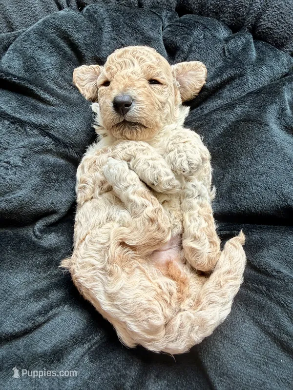 Teddy – Cockapoo puppy for sale in Port Saint Lucie, FL