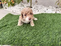 Ella, a female Cockapoo for sale in Port Saint Lucie, FL – 2 of 3
