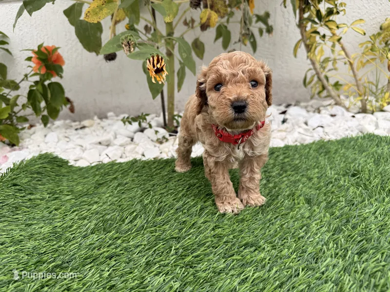 Rocky  – Cockapoo puppy for sale in Port Saint Lucie, FL