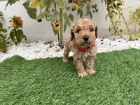 Rocky , a male Cockapoo for sale in Port Saint Lucie, FL – 2 of 9