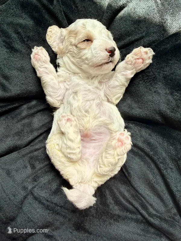 Thor – Cockapoo puppy for sale in Port Saint Lucie, FL