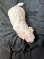 Charlie, a male Cockapoo for sale in Port Saint Lucie, FL – 4 of 4