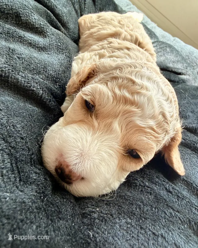 Buttons – Cockapoo puppy for sale in Port Saint Lucie, FL