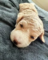 Buttons, a male Cockapoo for sale in Port Saint Lucie, FL – 3 of 3