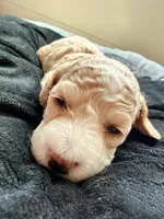 Buttons, a male Cockapoo for sale in Port Saint Lucie, FL – 2 of 3