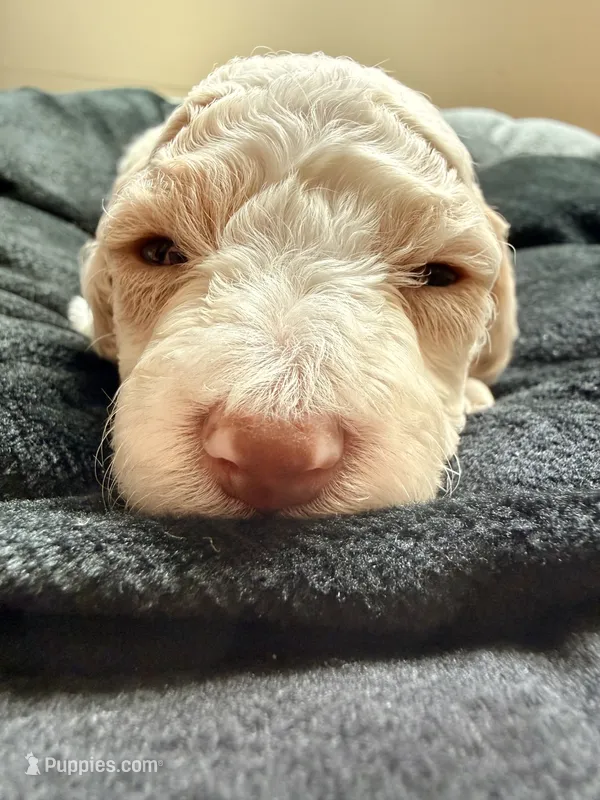 Charlie – Cockapoo puppy for sale in Port Saint Lucie, FL