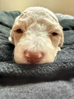Charlie, a male Cockapoo for sale in Port Saint Lucie, FL – 3 of 4