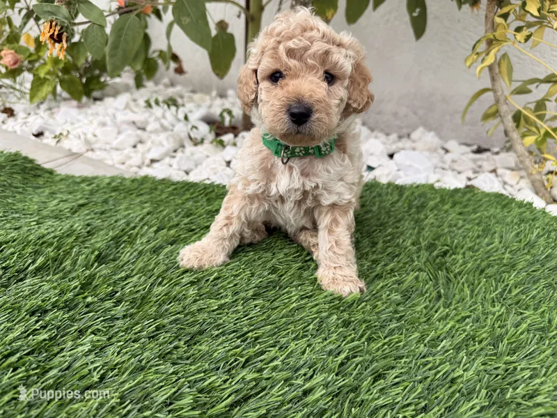 Teddy – Cockapoo puppy for sale in Port Saint Lucie, FL