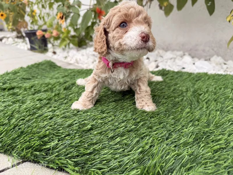 Ella – Cockapoo puppy for sale in Port Saint Lucie, FL