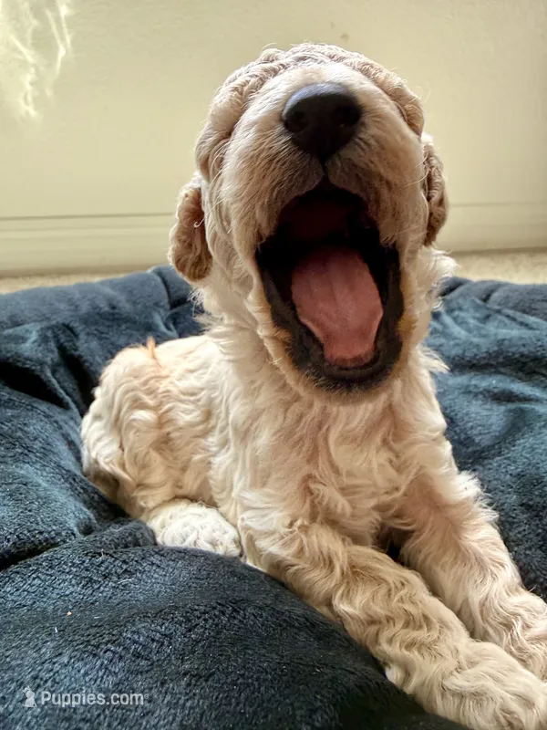 Teddy – Cockapoo puppy for sale in Port Saint Lucie, FL