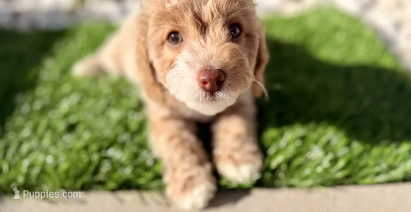 Ella – Cockapoo puppy for sale in Port Saint Lucie, FL