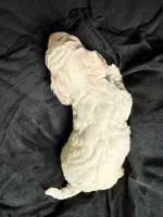 Teddy, a male Cockapoo for sale in Port Saint Lucie, FL – 4 of 4